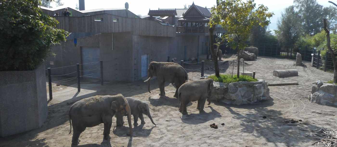 Neubau Elefantenpark
Knies Kinderzoo Rapperswil, Projektierung und Baukontrolle der Tragkonstruktion in Massivbauweise, der Baugruben und der Pfahlfundationen.